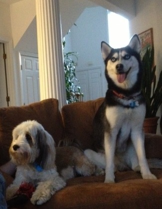 Phil Franckel's dogs Colby & Luna