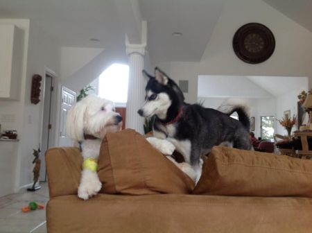 Phil Franckel's dogs Colby & Luna