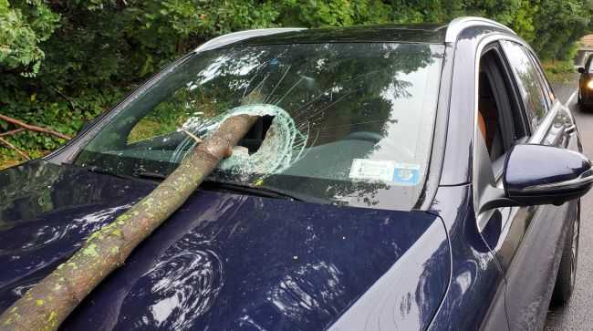 tree in Mercedes windshield